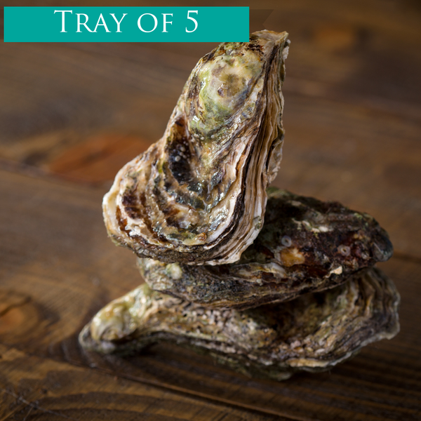 Tray of 5 REAL Oyster Openings